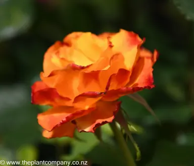 Rose 'Tequila Sunrise' orange and red flower.