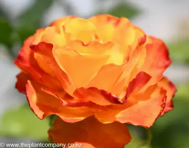 Beautiful orange and red flowers on the Rose 'Tequila Sunrise'