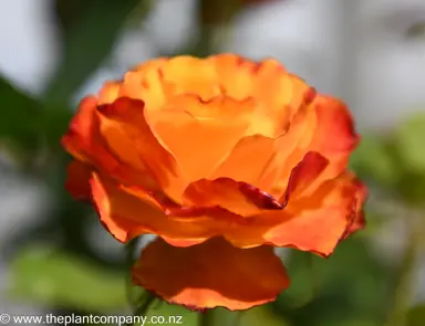 Stunning Rose 'Tequila Sunrise' flower with orange petals.