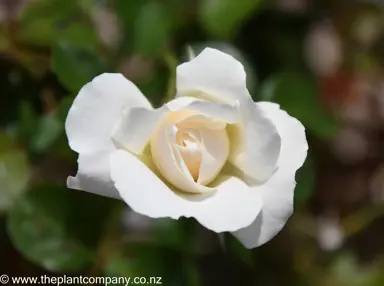 An exquisite flower on 'White Romance' Rose.