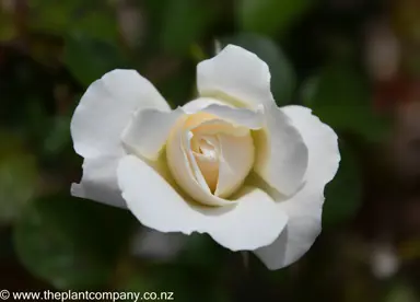 A beautiful white flower on Rose 'White Romance'.