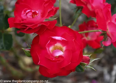 Red flowers on a standard Rose 'Wild Cherry'.