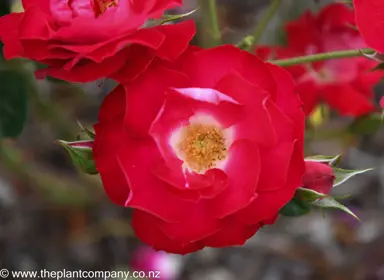 Rose 'Wild Cherry' red flowers.