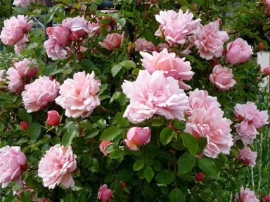 climbing-rose-albertine-