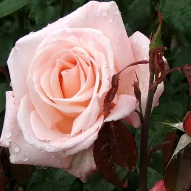 rose-aotearoa-1