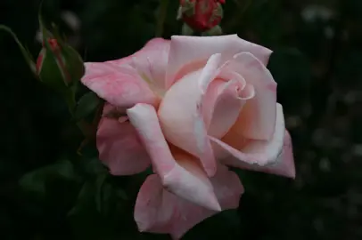 rose-aotearoa-2