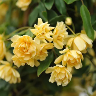 rose-banksiae-lutea-