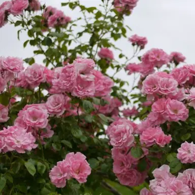 climbing-rose-bantry-bay-