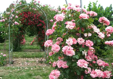 climbing-rose-bantry-bay-2