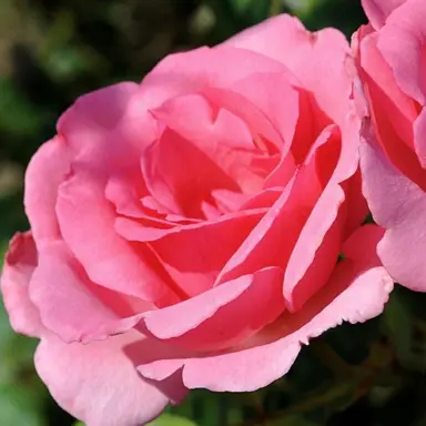 climbing-rose-bantry-bay-3