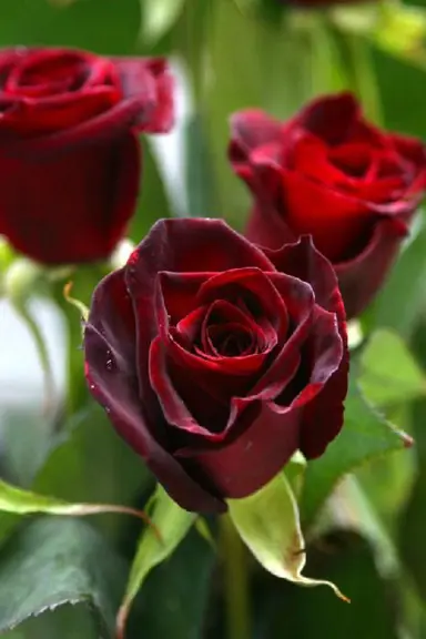 standard-rose-black-beauty-3