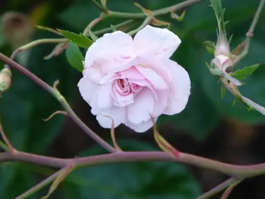 climbing-rose-bloomfield-abundance-1