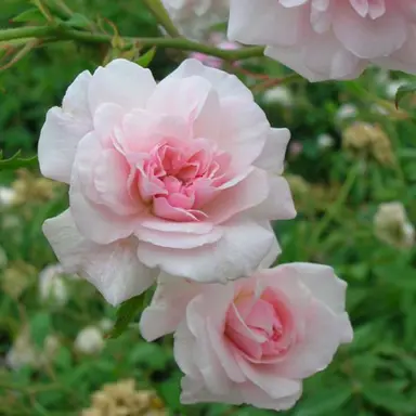 climbing-rose-bloomfield-abundance-2