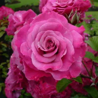 climbing-rose-cherry-kisses-