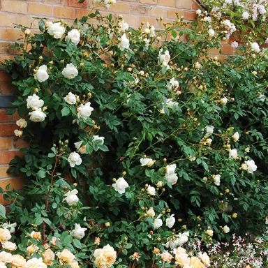 climbing-rose-claire-austin-