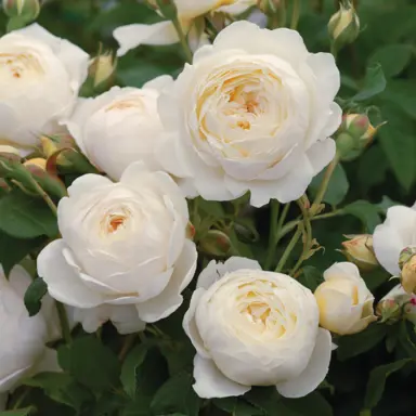 climbing-rose-claire-austin-1