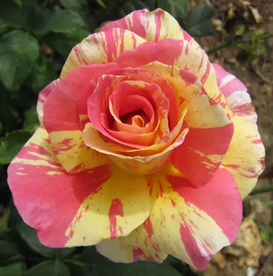 standard-rose-claude-monet-1