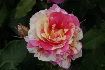 rose-claude-monet-2