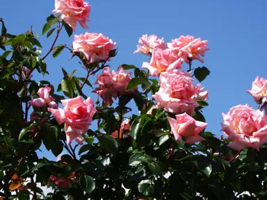 climbing-rose-compassion-3