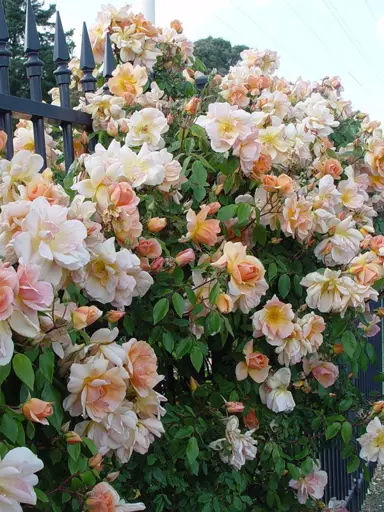 climbing-rose-crepuscle-