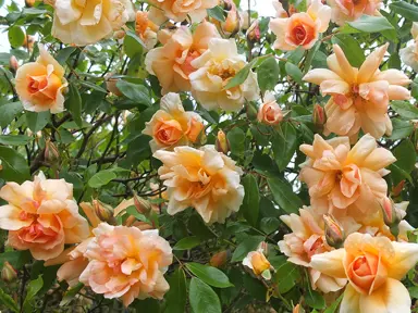 climbing-rose-crepuscle-2