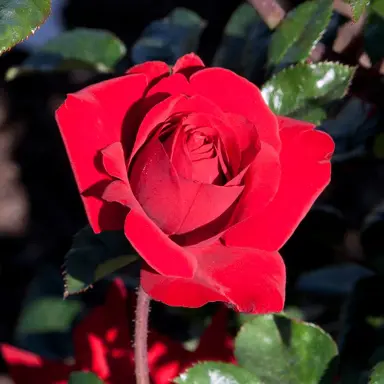 rose-crimson-bouquet-1