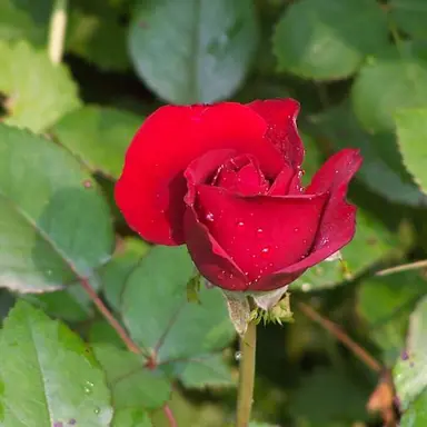 rose-crimson-bouquet-3