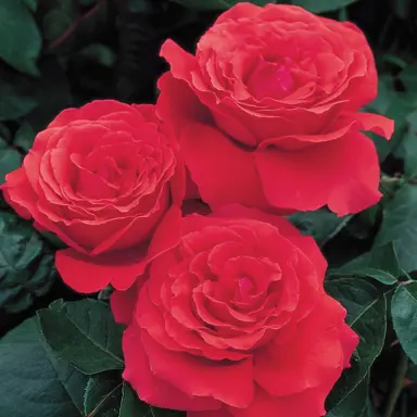 standard-rose-fragrant-cloud-1