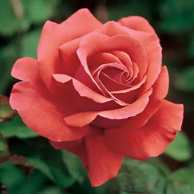 standard-rose-fragrant-cloud-2