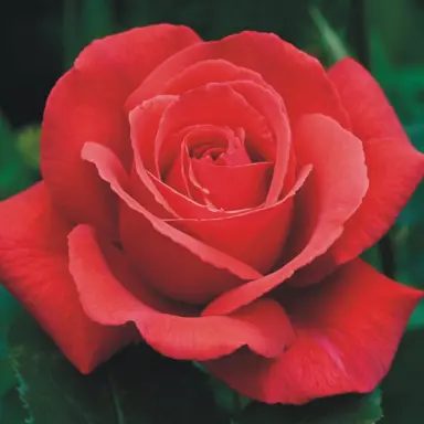 standard-rose-fragrant-cloud-4