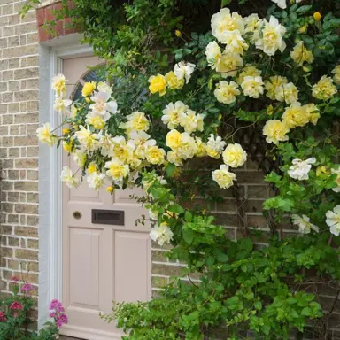 climbing-rose-golden-showers-