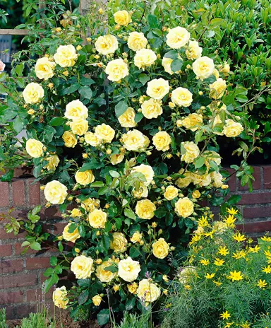 climbing-rose-golden-showers-1