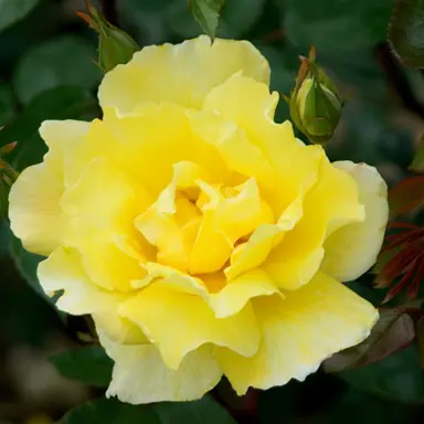 climbing-rose-golden-showers-3