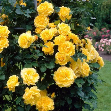 climbing-rose-golden-showers-4