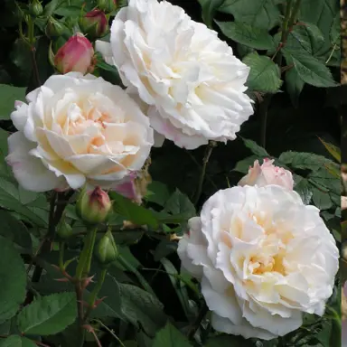 rose-gruss-an-aachen-