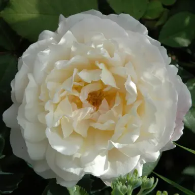 rose-gruss-an-aachen-1