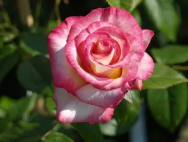 climbing-rose-handel-