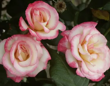 climbing-rose-handel-3