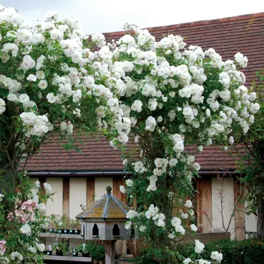 iceberg-climbing-rose-2