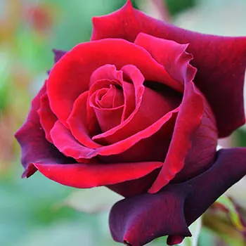 rose-lasting-love-2