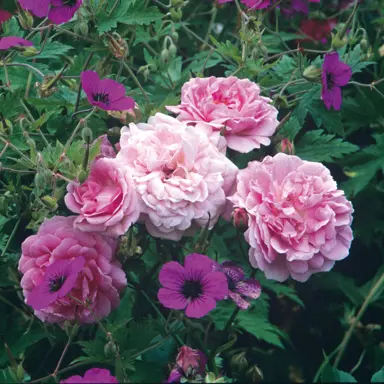 climbing-rose-lavender-lassie-1