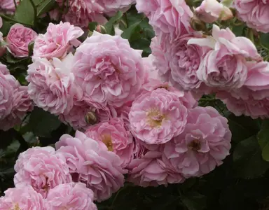 climbing-rose-lavender-lassie-4