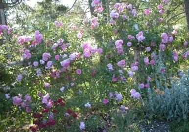 climbing-rose-lavender-lassie-5