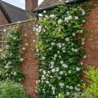 climbing-rose-madame-alfred-carriere-4