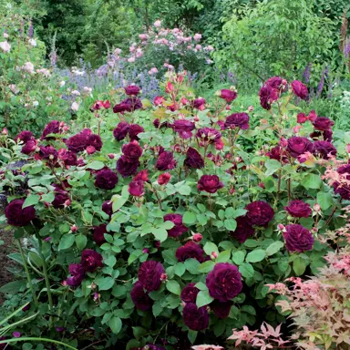 rose-munstead-wood-