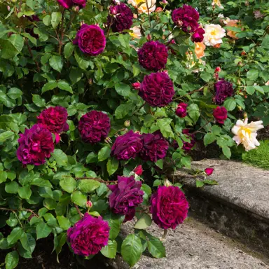 rose-munstead-wood-1