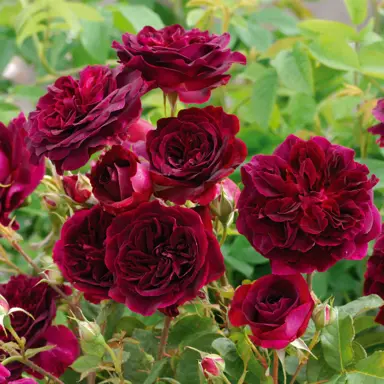 standard-rose-munstead-wood-3