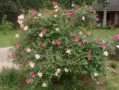 standard-rose-mutabilis-1