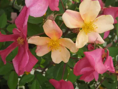 standard-rose-mutabilis-3