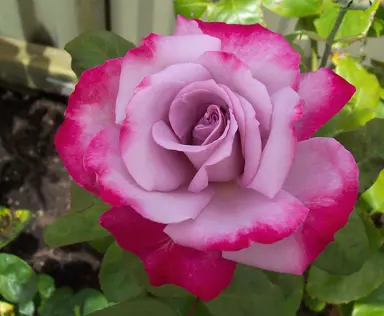 rose-paradise-1